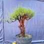 Vinh Bonsai