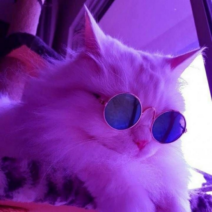 Котик в круглых очках