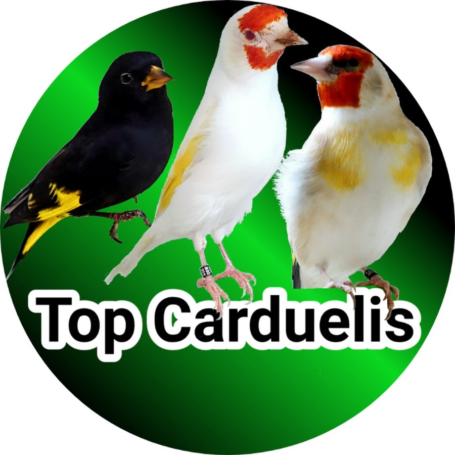 Top Carduelis @TopCarduelis