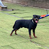 logo Malhar The Rottweiler