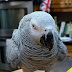 Symon the African Grey Parrot