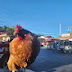 Shy Hill Farm Chickens