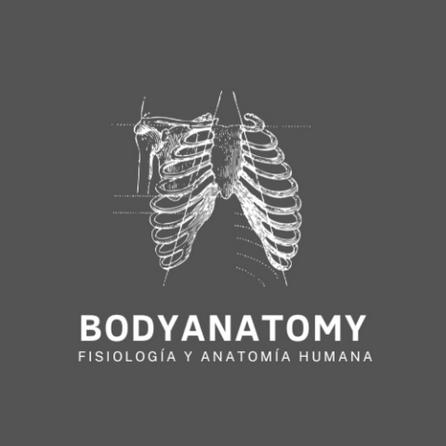 BodyAnatomy