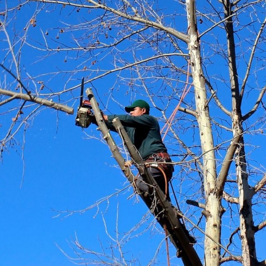 Tree well. Обрезчик деревьев Ростовской. Воронеж кронирование. Дерево от начала и до конца. Обрезка деревьев Степанова.