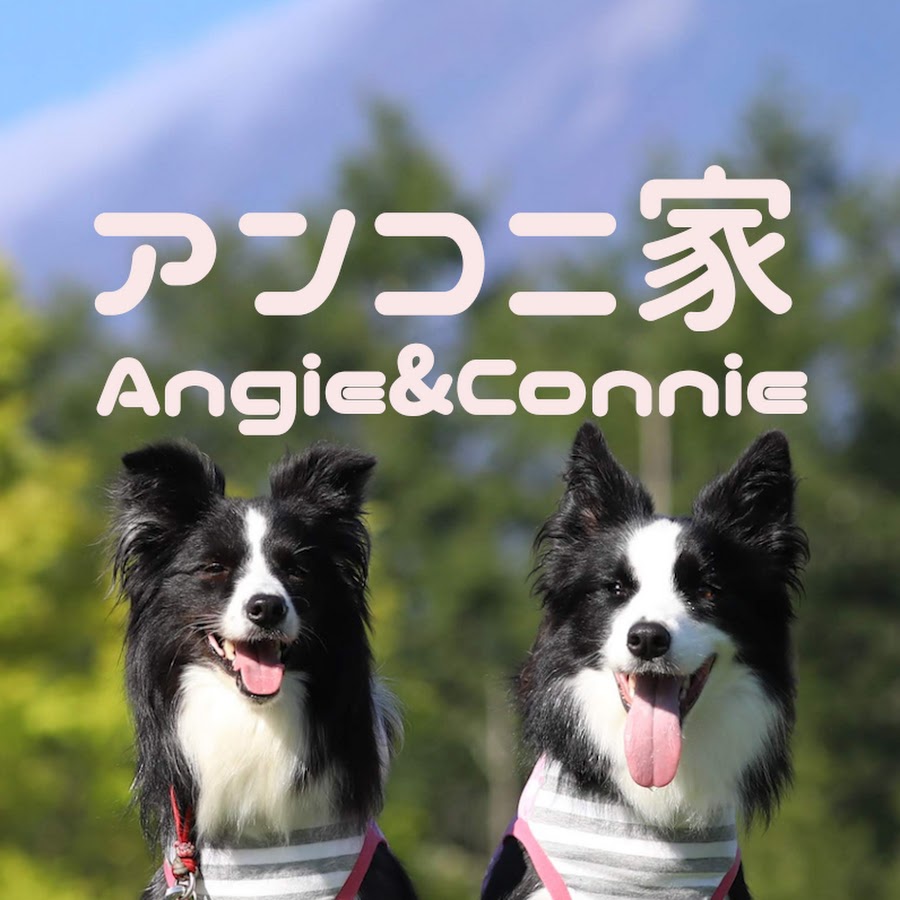 ボーダーコリーアンコニ家 / Border Collie - Angie & Connie - YouTube