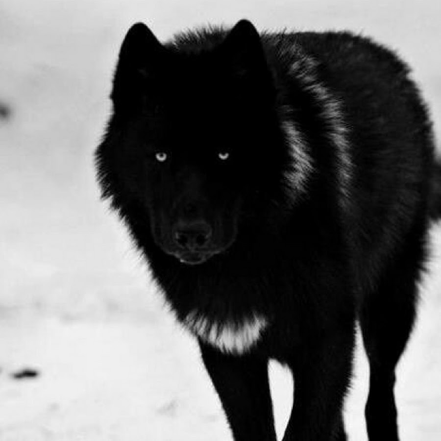 Канадский волк с голубыми глазами