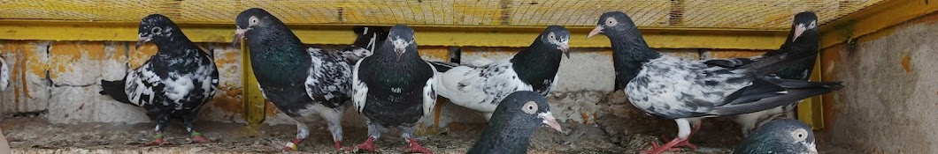 Naeem bhai pigeon lovers