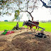 pind punjab de pakistan