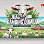 Jual Kambing Domba