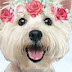 logo AiSaito