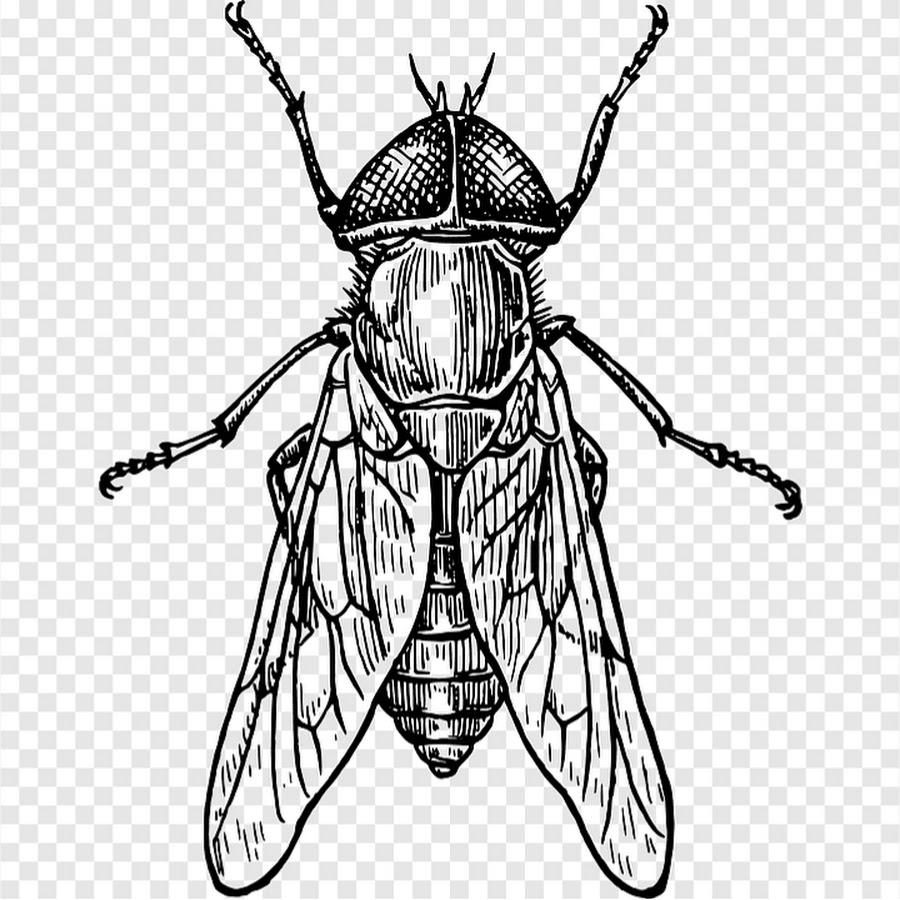Контурный рисунок муха