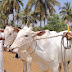 KARNATAKA COW