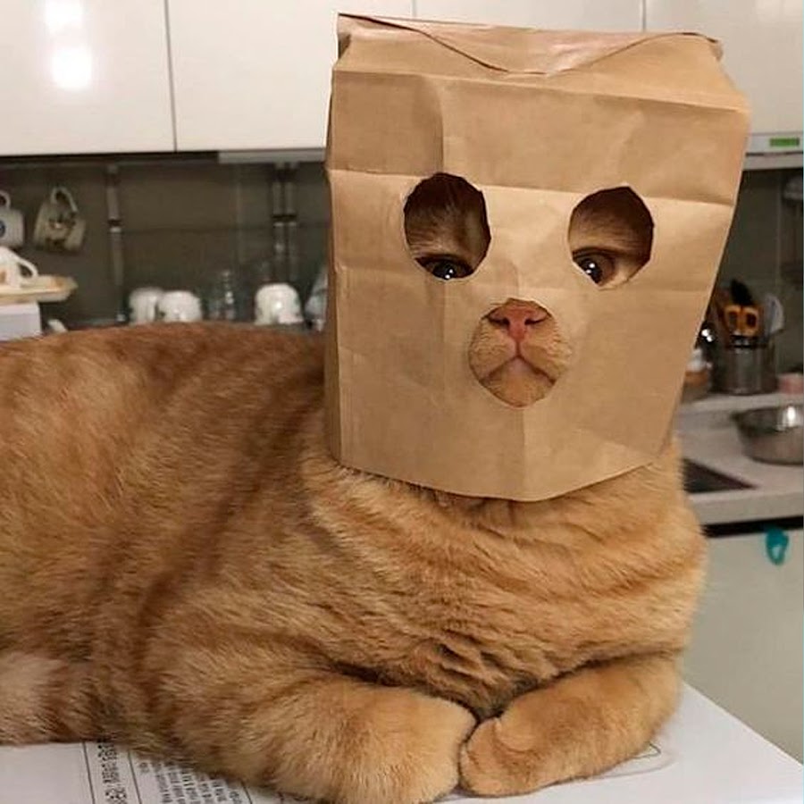 Котик в пакетике