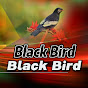 Black Bird 19