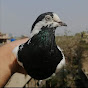 Yusuf Pigeons Allahabad