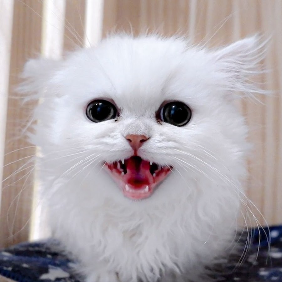 Shikiji The Cat - YouTube