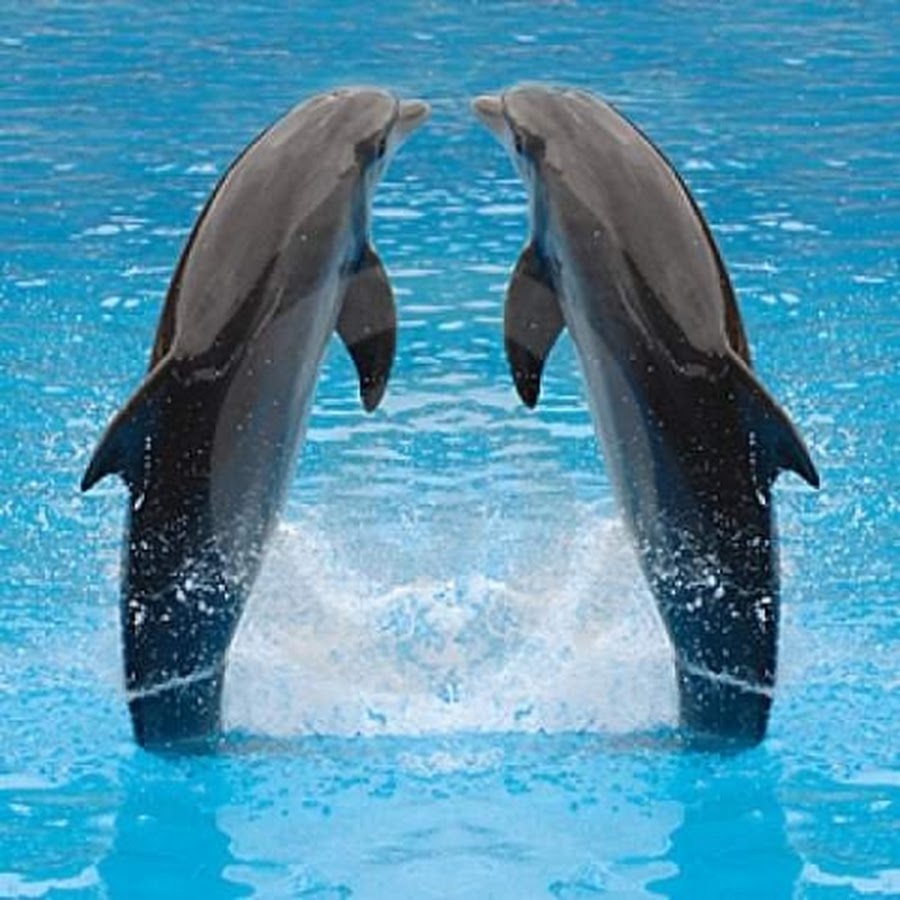 Дельфины друг другу