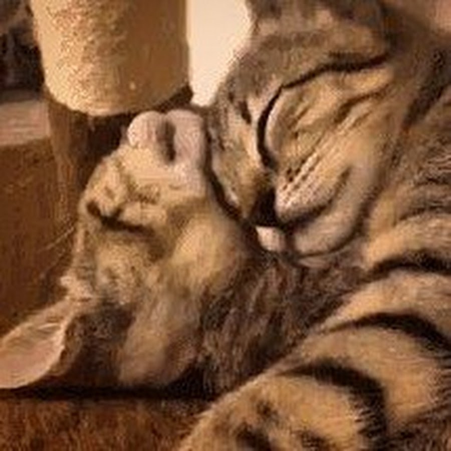 Cats cuddling gif