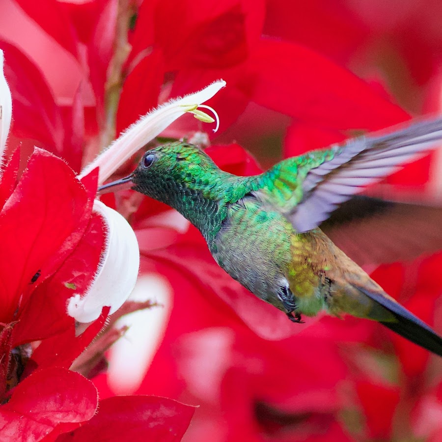 Amazing Bird Planet 