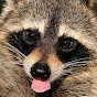 Riesey Raccoon