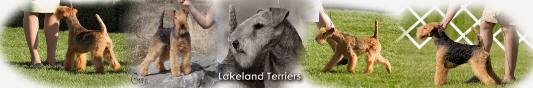 LakelandTerriers