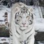 WhiteTigerAL