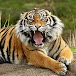 TIgER_zveR