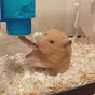 hamster love