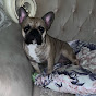 FrenchBull Kralya