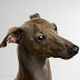 Italian greyhound CIELO