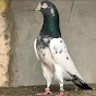 Pigeon Sale Point Faisalabad.