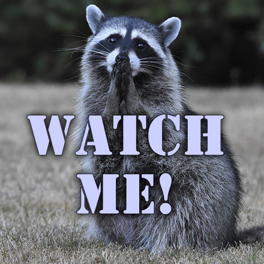 Raccoon says