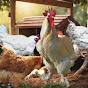 Hunza Exotic Hens Farm