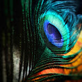 Artist Thumbnail