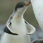 FallingPenguin