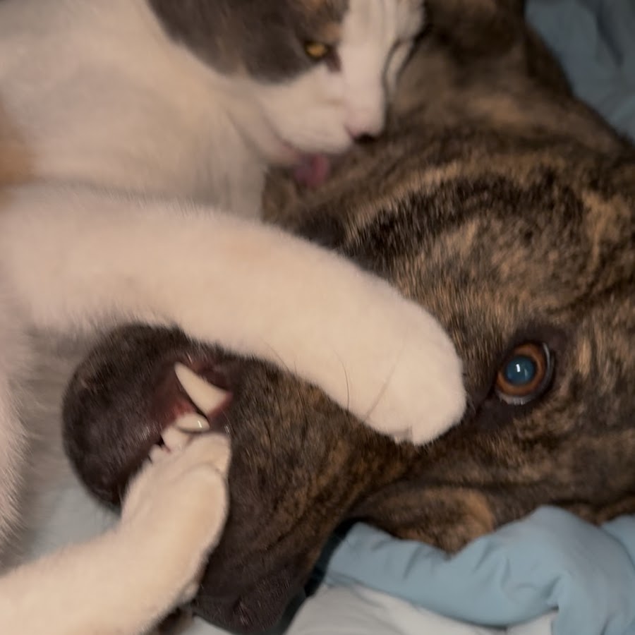 CatDogPOV @catdogpov