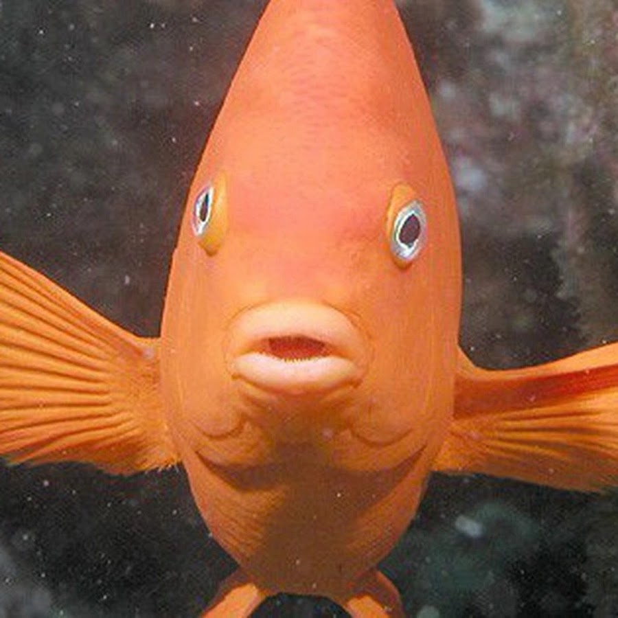 hmmfish