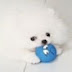 Pomeranian Bianco (Cute Dog : Fluffy)