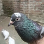 U turn pigeon 