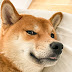 logo Bandit Fox Shiba