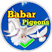 Babar Pigeons Club