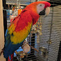 The Adventures of Bandit the Scarlet Macaw