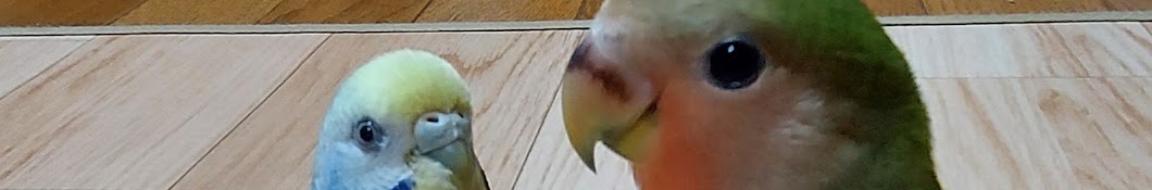 セキセイインコのまお天先輩とコザクラインコのさくら後輩 