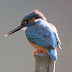 八代野鳥愛好会