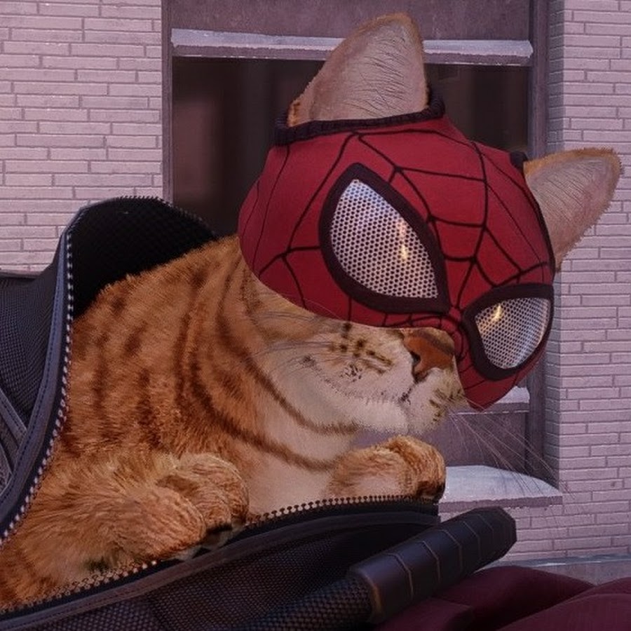 Включи кот паук. Спайдер Кэт. Котик человек паук. Человек паук и коты. Кот паук.