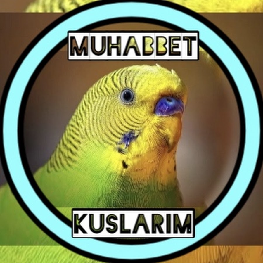 Muhabbet Kuslarım (my lovebirds) @muhabbetkuslarim