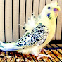 exotic_budgies