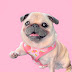 logo Loulou the Pug