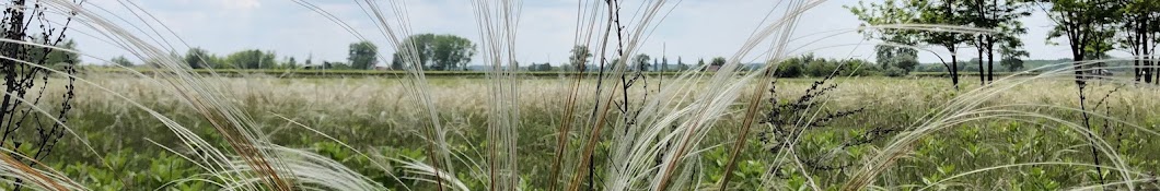 Immobilien in Ungarn in südliche Tiefebene