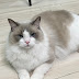 Ragdoll Maru Channel